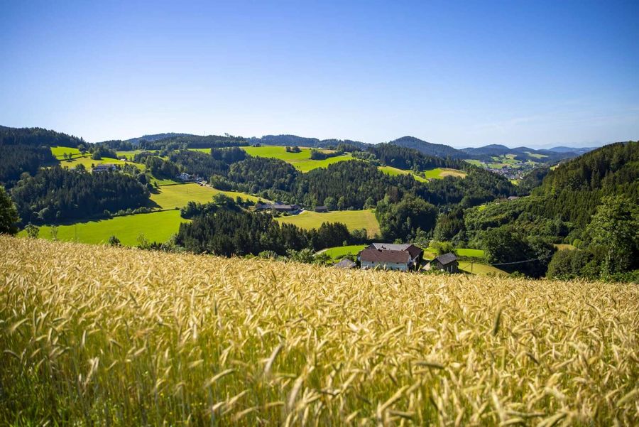 Kornfeld mit Blick über die Hügellandschaft 