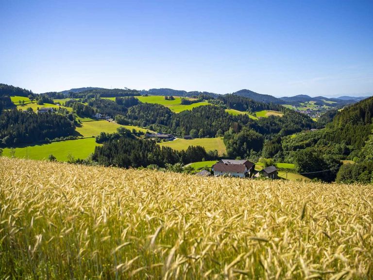 Kornfeld mit Blick über die Hügellandschaft 