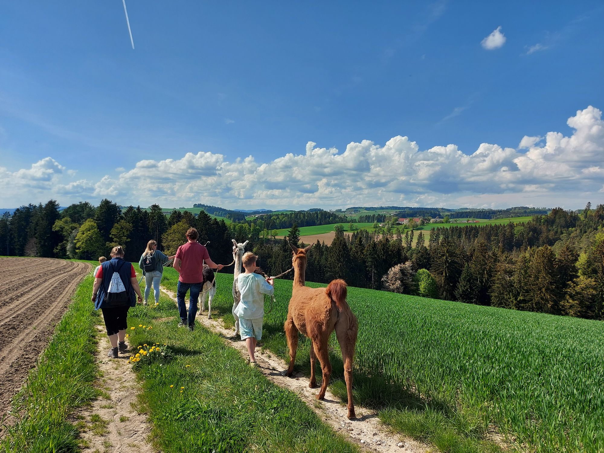 Lama Familienwanderung in Bad Zel bei Alexandra Friedl