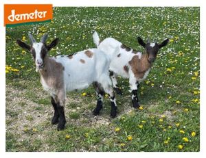 Ziegen Archehof Gumberger